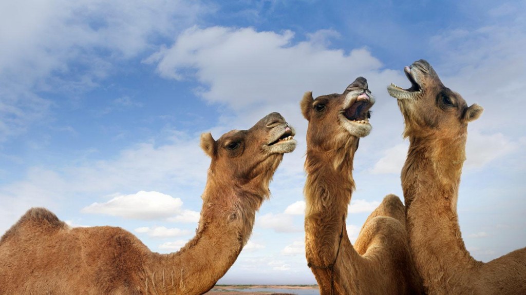 Camels_braying_Pushkar_Camel_Festival_Pushkar_Rajasthan_India_20121118